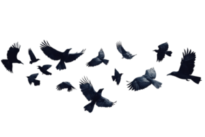 Flock of birds soaring through the sky during daylight hours in an open area png