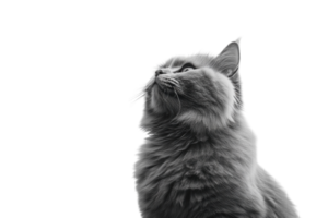 Grey fluffy cat looking upwards against a white background with soft lighting png