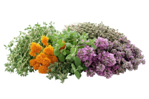 Variety of fresh herbs including thyme, marigold, oregano, and lavender arranged on a white background png