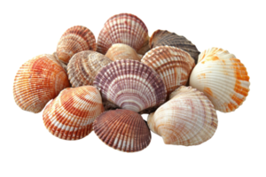 Colorful seashell collection on white background showcasing various patterns and textures png