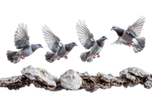 Pigeons in mid-flight captured over a weathered branch against a white background png