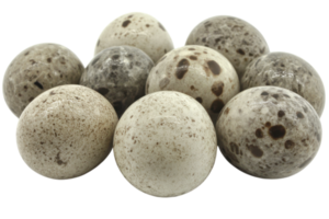 Collection of speckled quail eggs arranged on a light background, showcasing their unique patterns and colors png