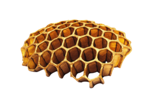 Intricate honeycomb structure showcasing natural geometric design and smooth texture png