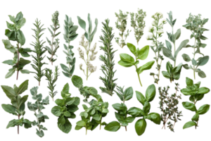 Fresh herbs arranged neatly with various textures and colors displayed for culinary use and flavor enhancement in cooking png
