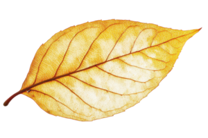Close-up of a vibrant yellow autumn leaf highlighting intricate vein patterns against a white background png