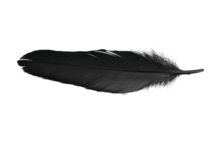 Black feather resting on a smooth surface, showcasing its intricate details and natural beauty in a minimalistic style png