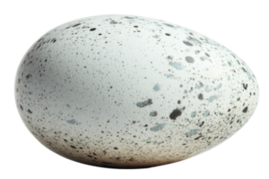 Unique speckled egg resting on a smooth surface, showcasing its distinct pattern and texture under soft lighting png
