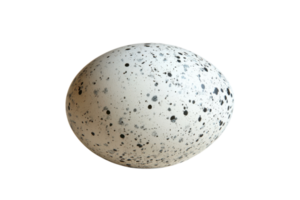 Unique speckled egg showcasing intricate patterns and textures for artistic inspiration and study png