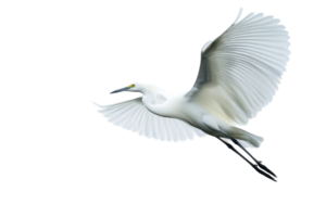Elegant white bird takes flight against a minimalistic backdrop in search of food or a nesting site png