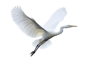 Majestic white heron taking flight against a serene white background showcasing its graceful wings and slender form png