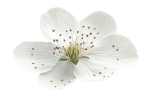 White blossom of a flowering tree displaying delicate petals and unique seed structure in springtime png