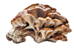 Unique mushroom variety showcasing intricate gills and textured cap found in a forest setting during autumn png