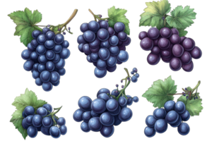 Different varieties of grapes displayed with green leaves emphasizing their textures and colors in a colorful arrangement png