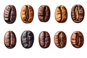 Types of coffee beans displayed in various colors and roasts highlighting their unique appearances png