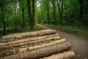 A path through a forest with logs on either side photo