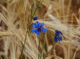A blue flower in a field of wheat photo