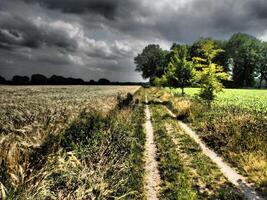 A dirt road in a field with trees and grass photo