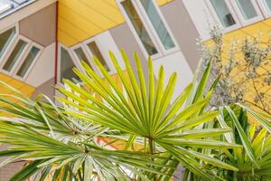 A yellow building with a palm tree in front of it photo
