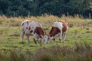 Two cows grazing in a field near oeding photo