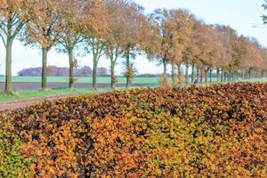A row of trees photo