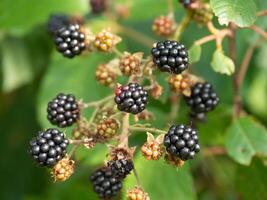 Blackberries are growing on a branch with green leaves photo
