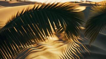 Sunset casting a warm glow on golden sand dunes, with palm leaves creating elegant tropical shadows summer video