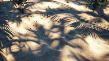 Sunset casting a warm glow on golden sand dunes, with palm leaves creating elegant tropical shadows summer video