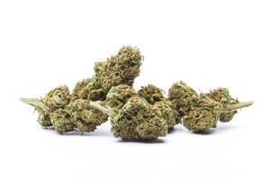Marijuana flowers isolated on white background photo