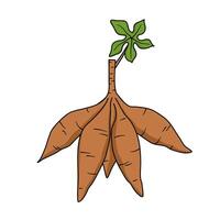 cassava root illustration with leaf vector