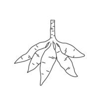hand drawn sketch of cassava roots element vector