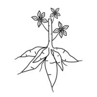 hand drawn sketch of cassava roots with leaves vector