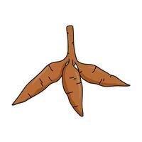 cassava root illustration vector