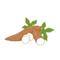 cassava root illustration, sliced cassava vector