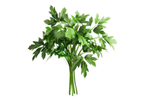 A bunch of green leaves on a transparent background png