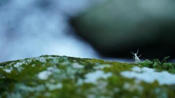 A tiny insect perched on a smooth riverbed stone. photo