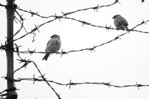 A flock of sparrows perched on a barbed wire fence. photo