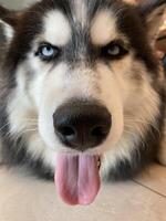 A Siberian Husky is panting happily with its tongue lolling out. photo
