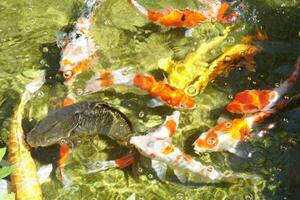 The carps are swimming leisurely in the water photo
