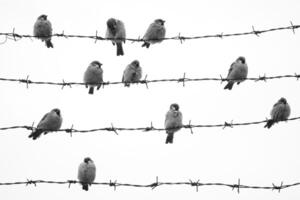 A flock of sparrows perched on a barbed wire fence. photo