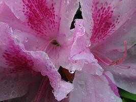 A macro shot of a delicate bloom. photo