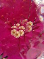 A kaleidoscope of colorful blooms. photo
