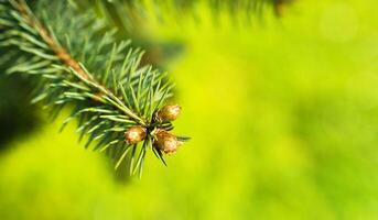 Natural green background with a young spruce branch. Banner. Summer sunny day. Close-up. Copy space. Selective focus. photo