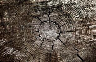 Texture of natural old wood with a cracks. Close-up. Top view. Selective focus. photo
