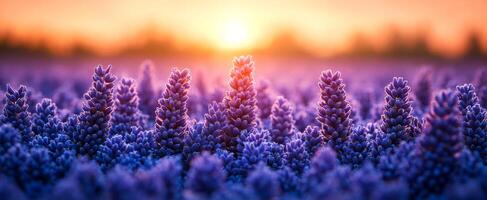 A field of purple flowers with a sun in the background. The sun is setting and the flowers are in full bloom photo