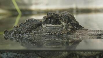 A crocodile is floating on the water, with its eyes and teeth showing. video