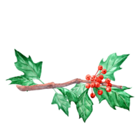 Aquarelle Christmas Holly branch with red berries png