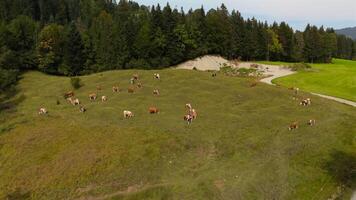 Drone view of herd of cows grazing on green free-range hill in Bavarian Alps in Germany. Aerial view of domestic cattle herd grazing in September on hillside in mountains of Bavaria, Germany. video