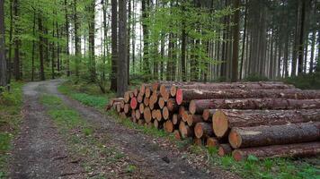 In forest felled trees lie in large stack, marked with pink paint for logging purposes. Scene reflects sustainable forest clearing and timber harvesting, balancing industry with conservation efforts. video