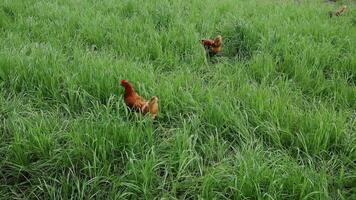 Chicken stands in fenced farm enclosure, surrounded by vibrant green grass under open sky in Germany. It pecks at ground, enjoying the fresh air and natural surroundings in peaceful, rural setting. video
