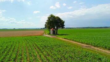 Small chapel stands at intersection of dirt roads, surrounded by fields of crops beneath shady tree. In summer, drone view captures serene beauty of rural landscape, highlighting its tranquility. video
